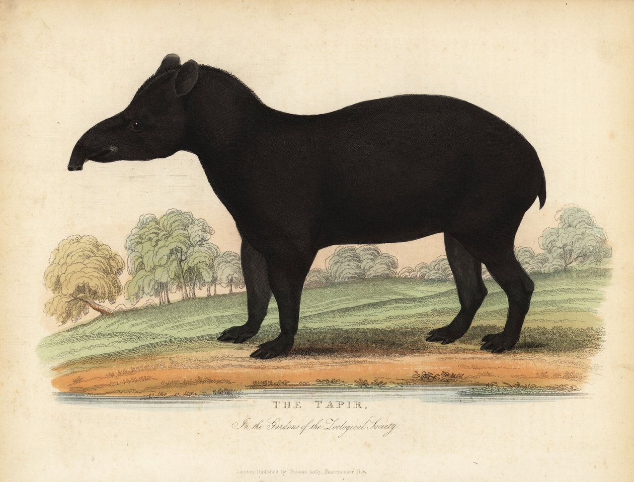 Güney Amerika tapiri, Tapirus terrestris, savunmasız. by William Smellie