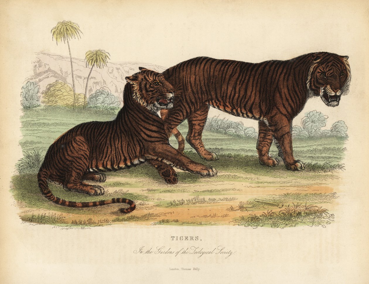 Kaplan, Panthera tigris, tehlikede. by William Smellie