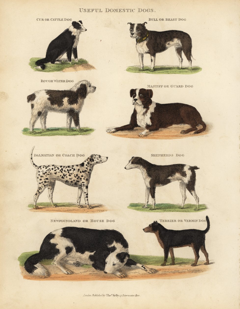 Faydalı Evcil Köpekler, Canis lupus familyis. by William Smellie