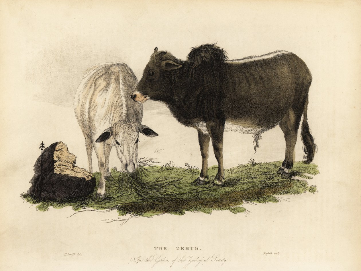 Zebu, Hintli Bos. by William Smellie