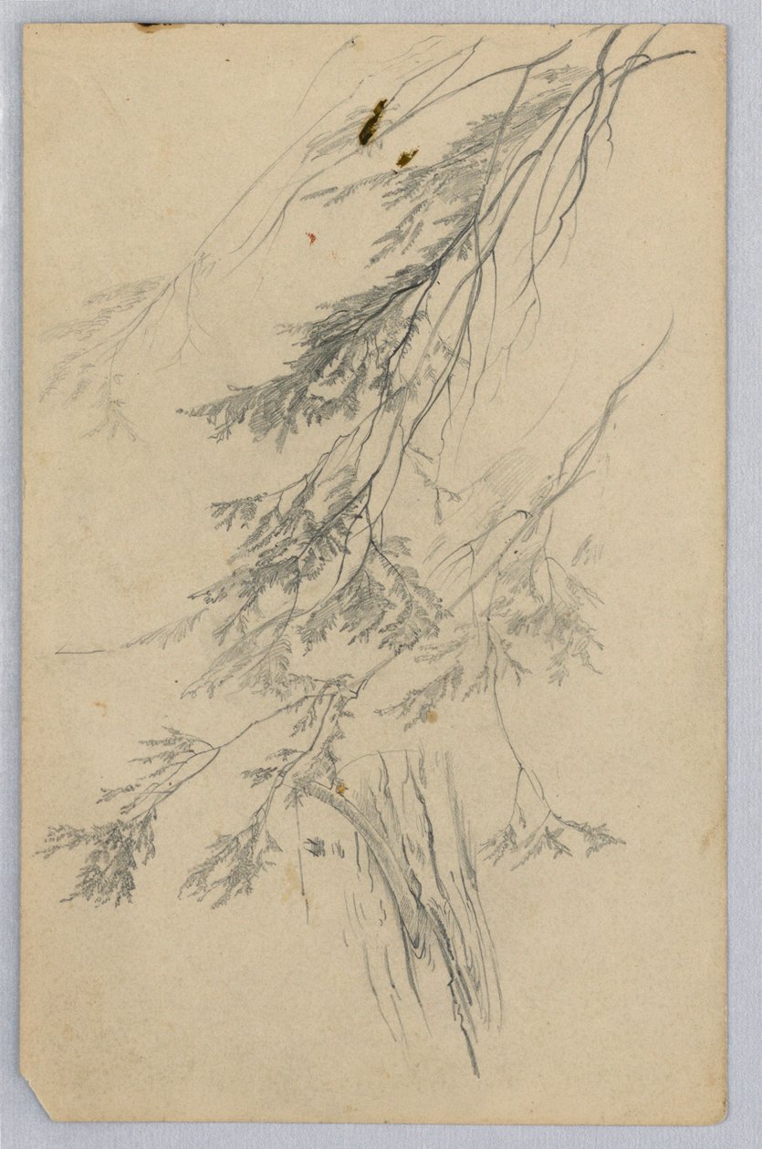Yeşillik çalışması by William Trost Richards