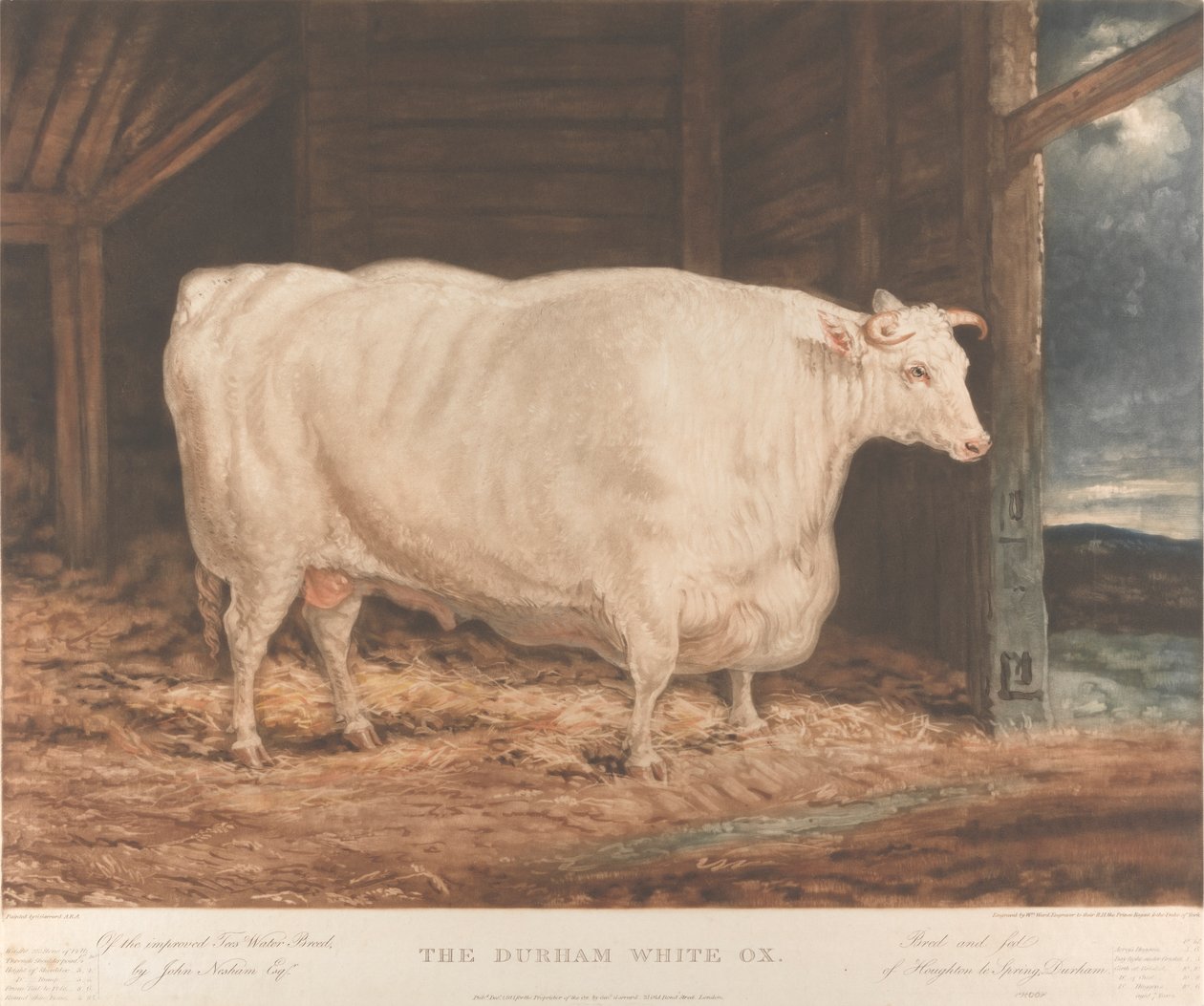 Durham Ak Öküz / Geliştirilmiş Tees Su Irkına Dair, / yazan John Nesham, Esqr. / Yetiştirildi ve beslendi / Houghton le Spring, Durham by William Ward
