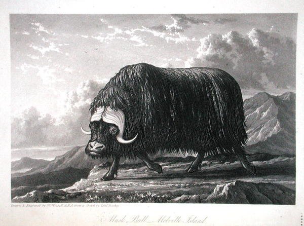 Musk Bull, Melville Adası, William Edward Parry tarafından 