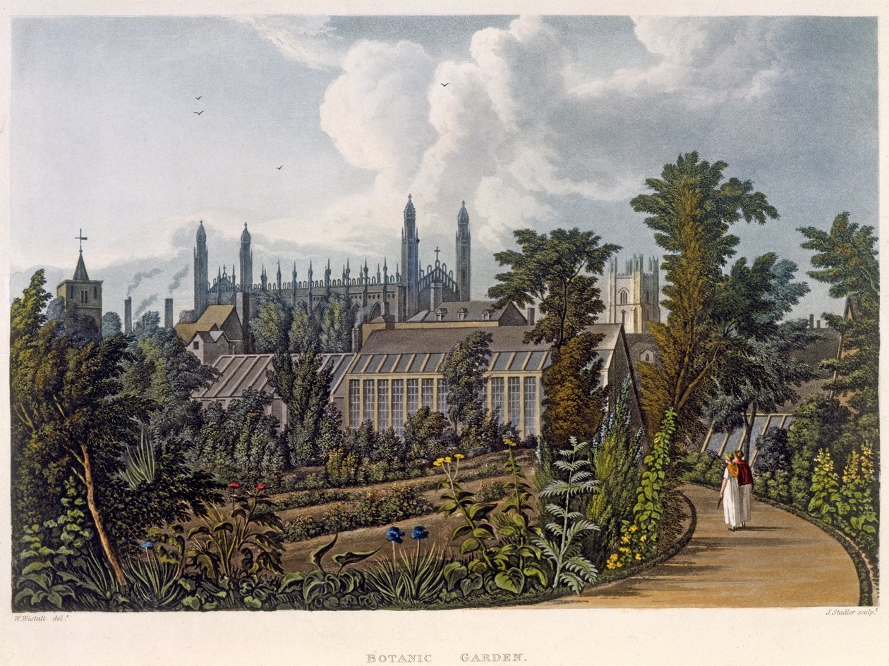 Botanik Bahçeleri, Cambridge, Joseph Constantine Stadler (fl.1780-1812) tarafından oyulmuş 'Cambridge Tarihi'nden, pub. R. Ackermann, 1815 (renkli aquatint) by William Westall