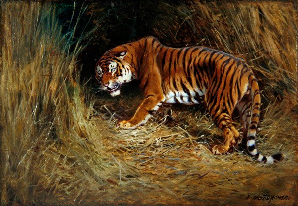 Sinsi Bir Kaplan (gemiye serilmiş tuval üzerine yağlı boya) by William Woodhouse
