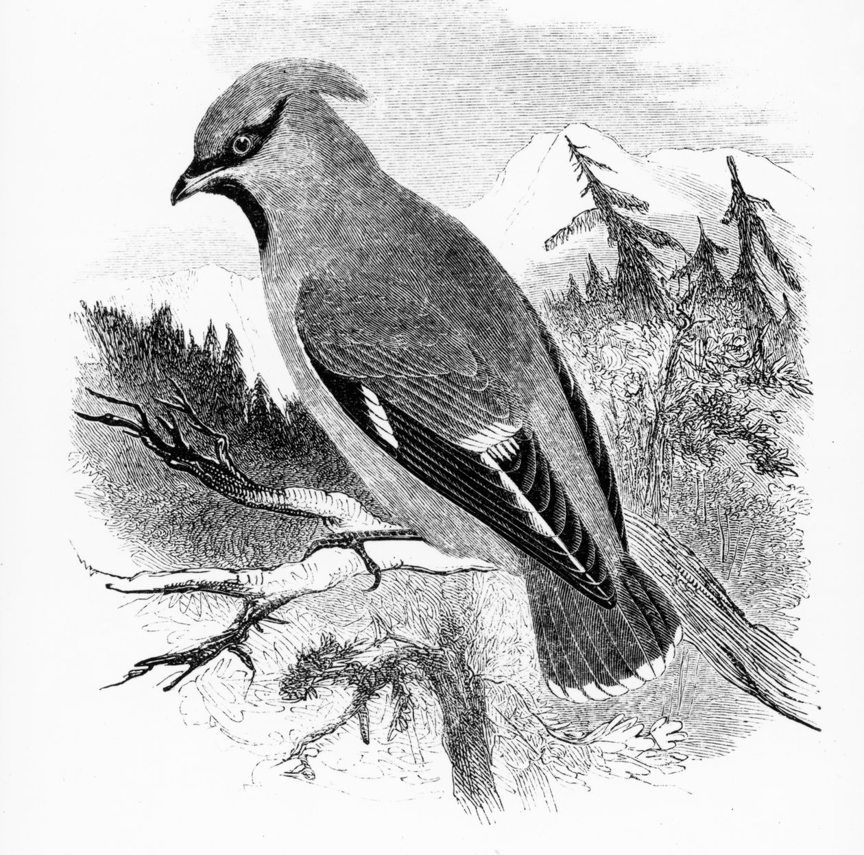Bohem Waxwing, William Yarrell tarafından 