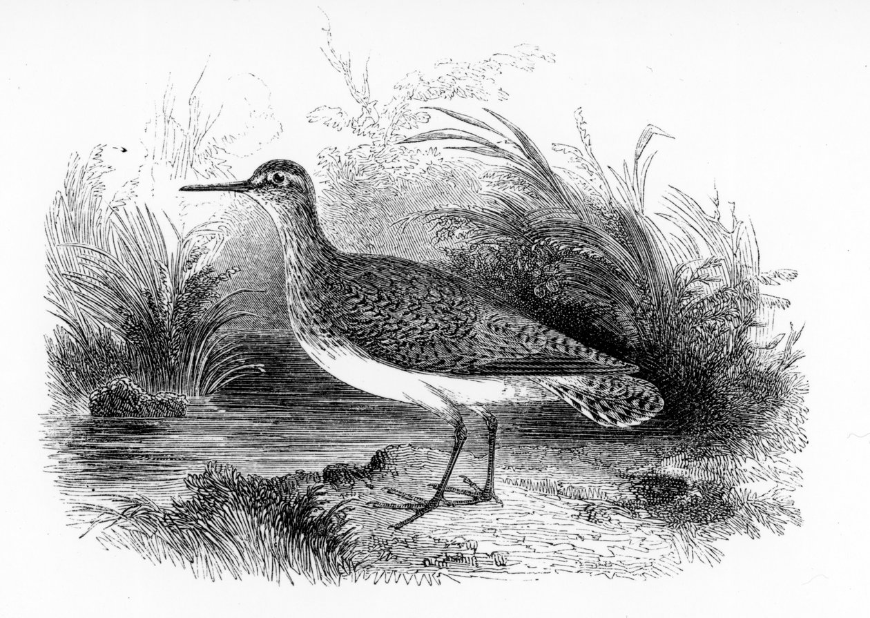 The Common Sandpiper, William Yarrell