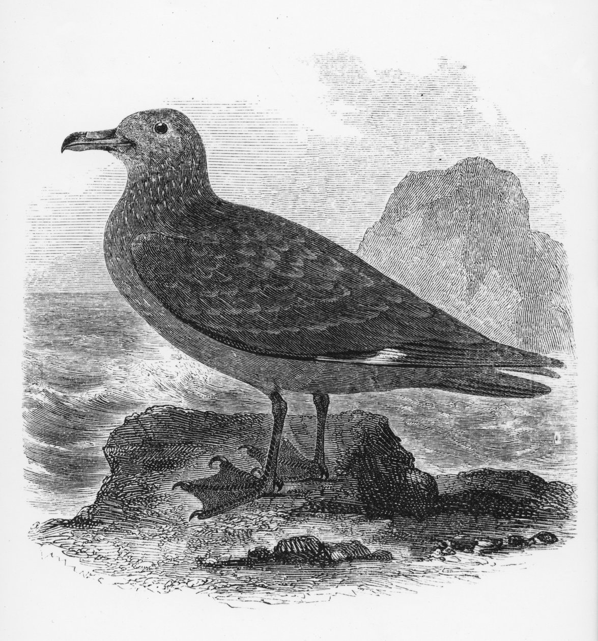 Ortak Skua, William Yarrell tarafından 