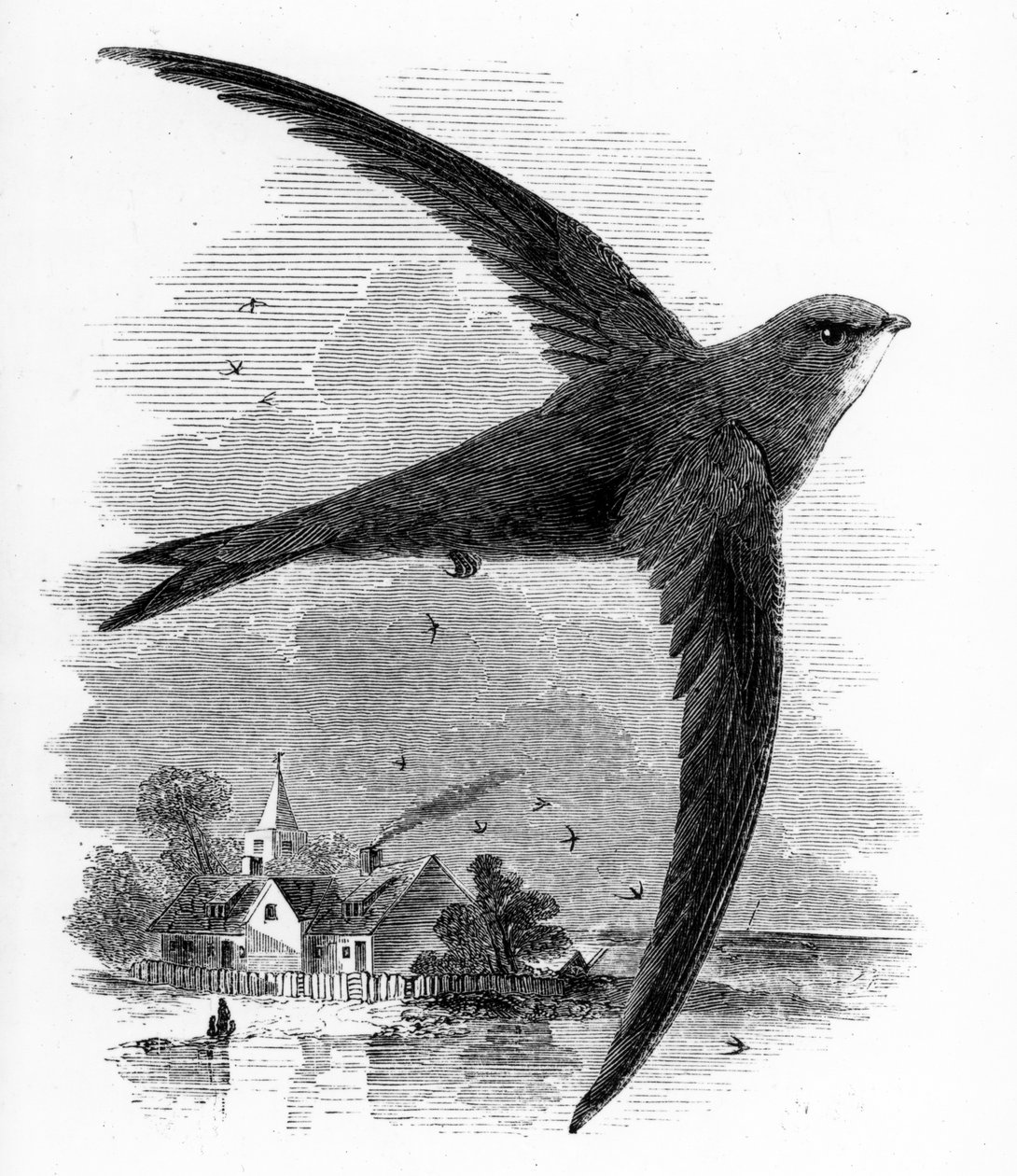 The Common Swift, William Yarrell