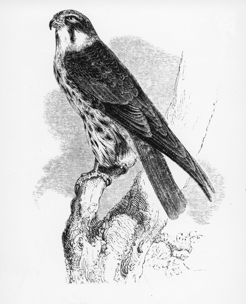 Hobi, William Yarrell