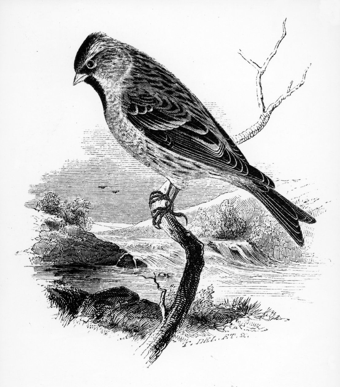 Küçük Kızıl Kutup, William Yarrell