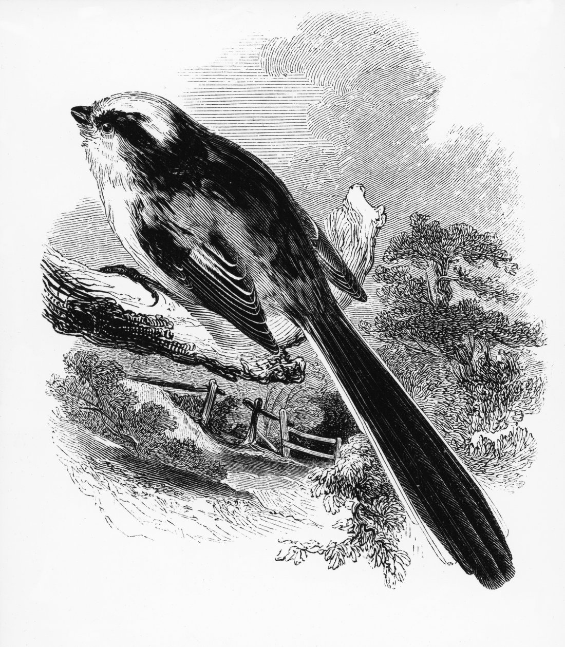 The Long-Tailed Tit, illustration from 