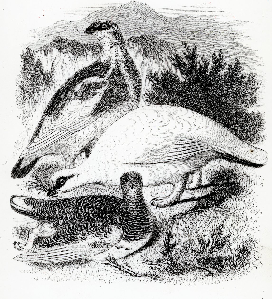 Ptarmigan, William Yarrell
