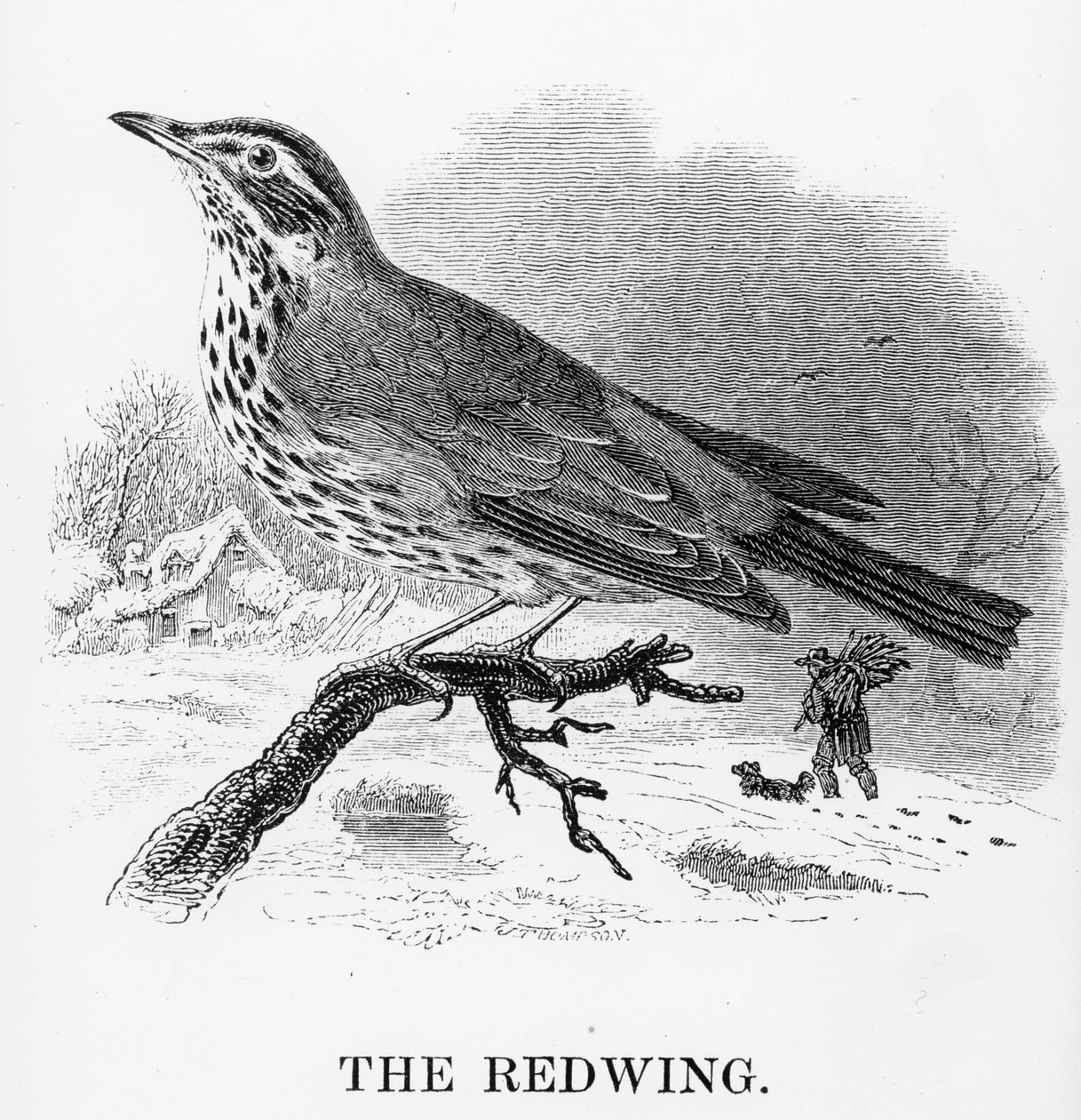 The Redwing, illustration from 