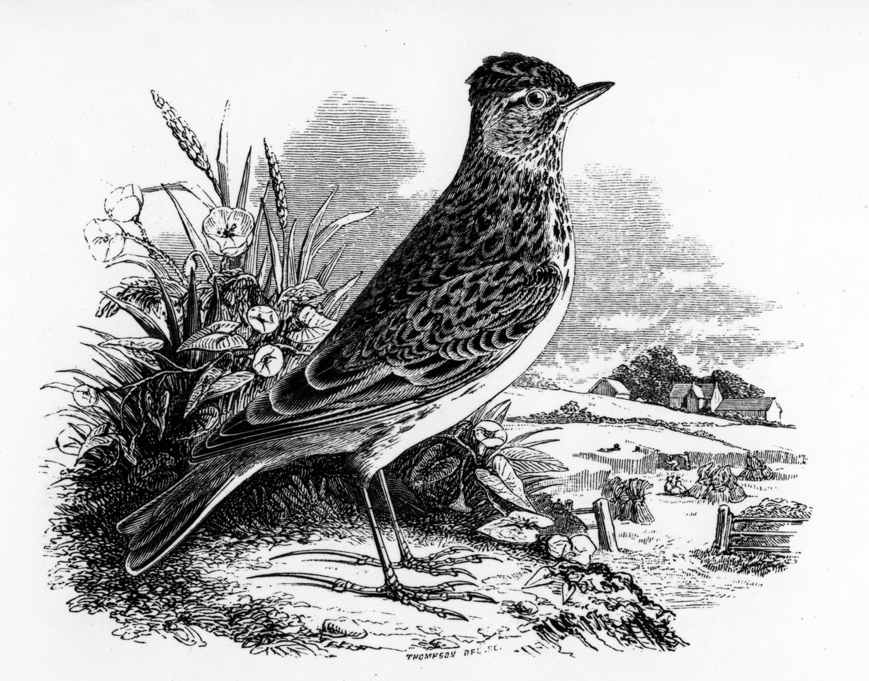 The Sky Lark, William Yarrell