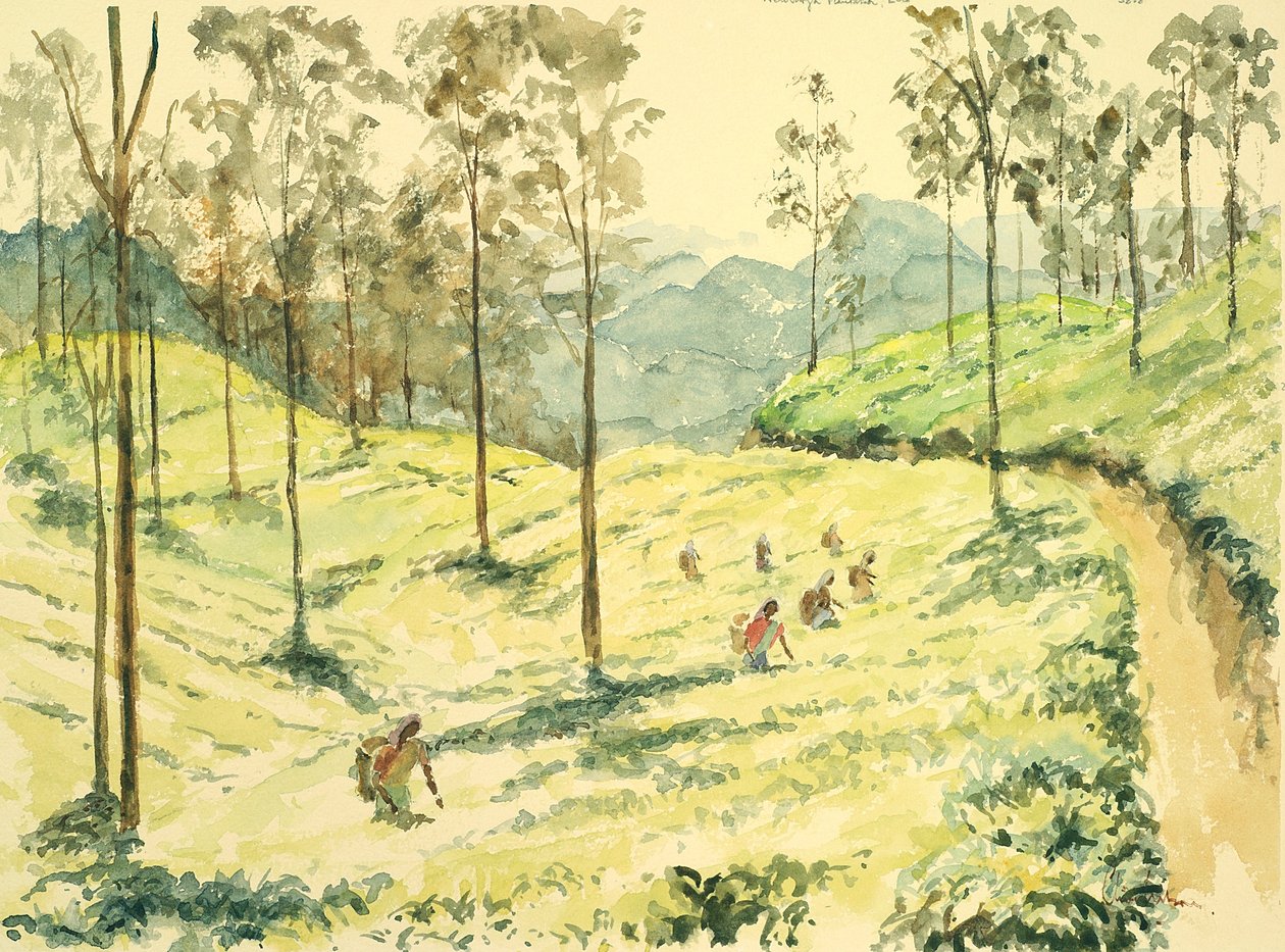 Ella yakınında 728 Çay toplayıcı by Wilson Clive