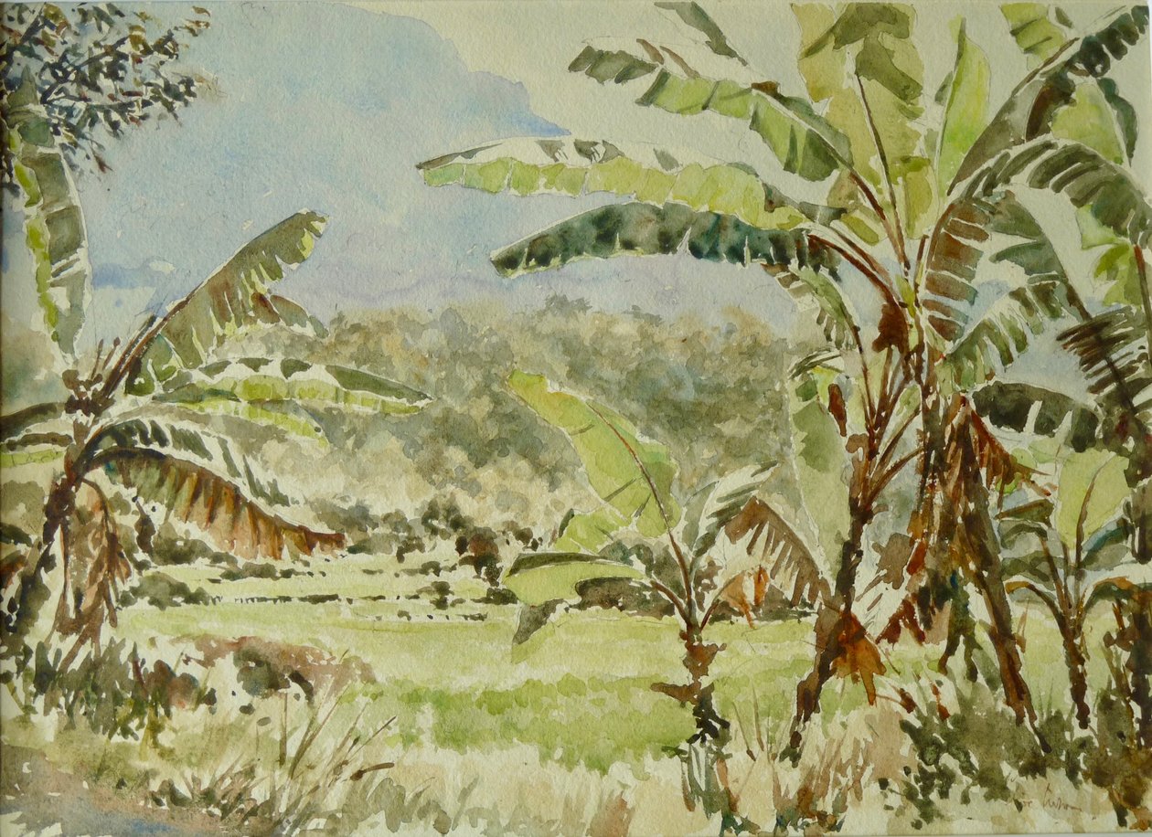 740 Muz ağaçları, Ramboda by Wilson Clive