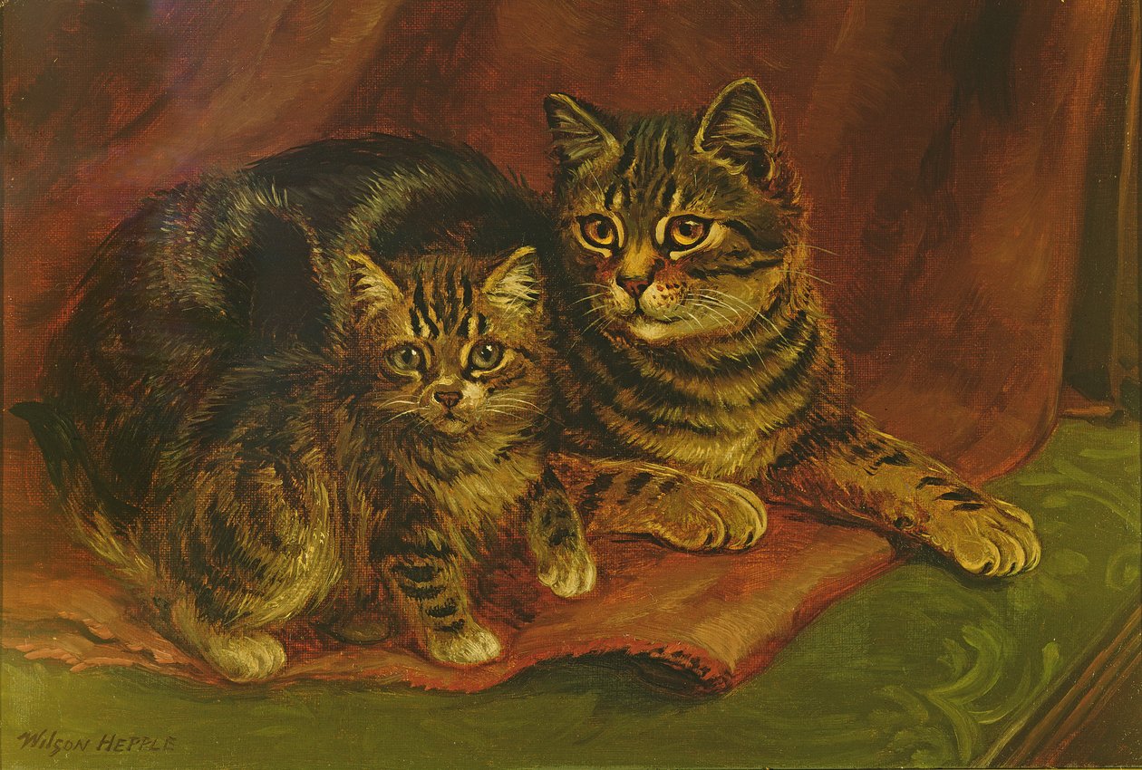 Yavru Kedi ile Tekir Kedi by Wilson Hepple