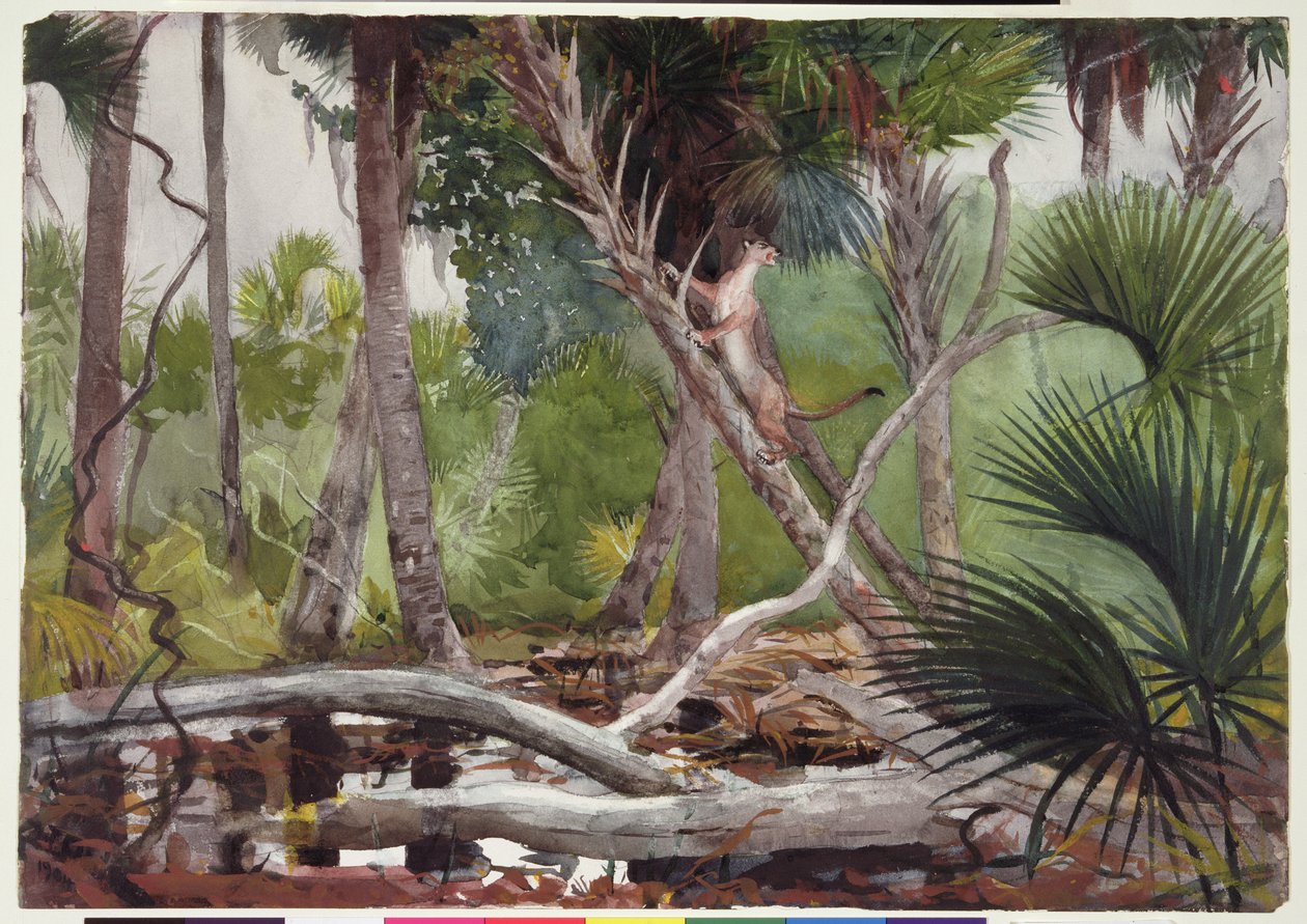 Ormanda, Florida, 1904 by Winslow Homer