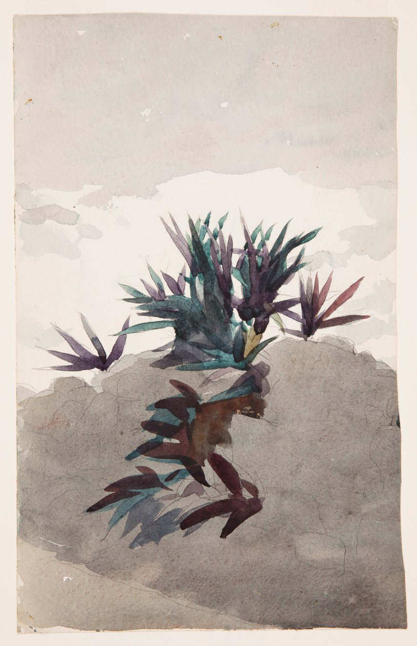 Maguey Yığınları ile Hillside by Winslow Homer