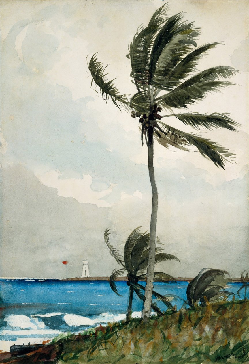 Palm Tree, Nassau, 1898 (kirli beyaz dokuma kağıt üzerinde wc ve grafit) by Winslow Homer