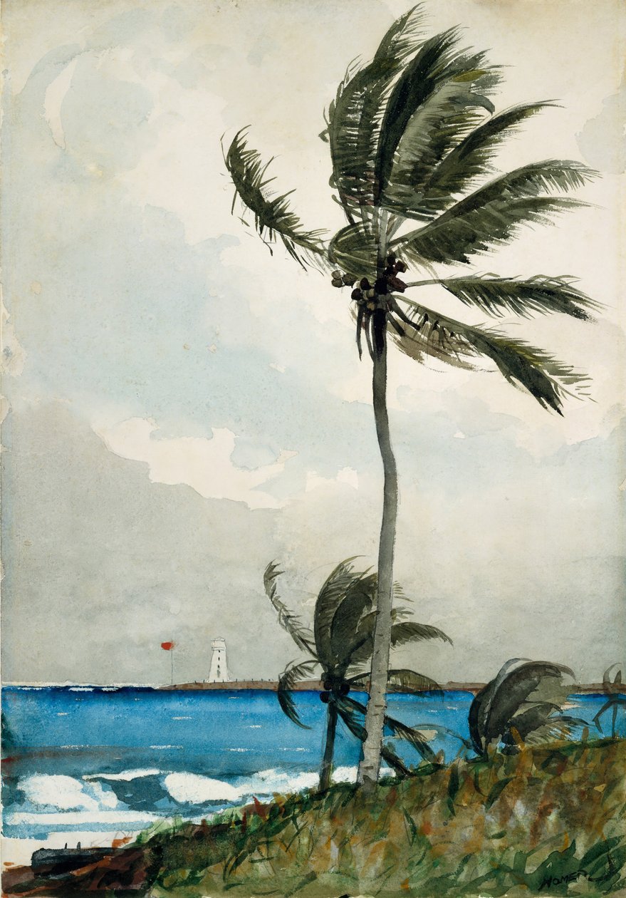 Palmiye Ağacı, Nassau, 1898. by Winslow Homer
