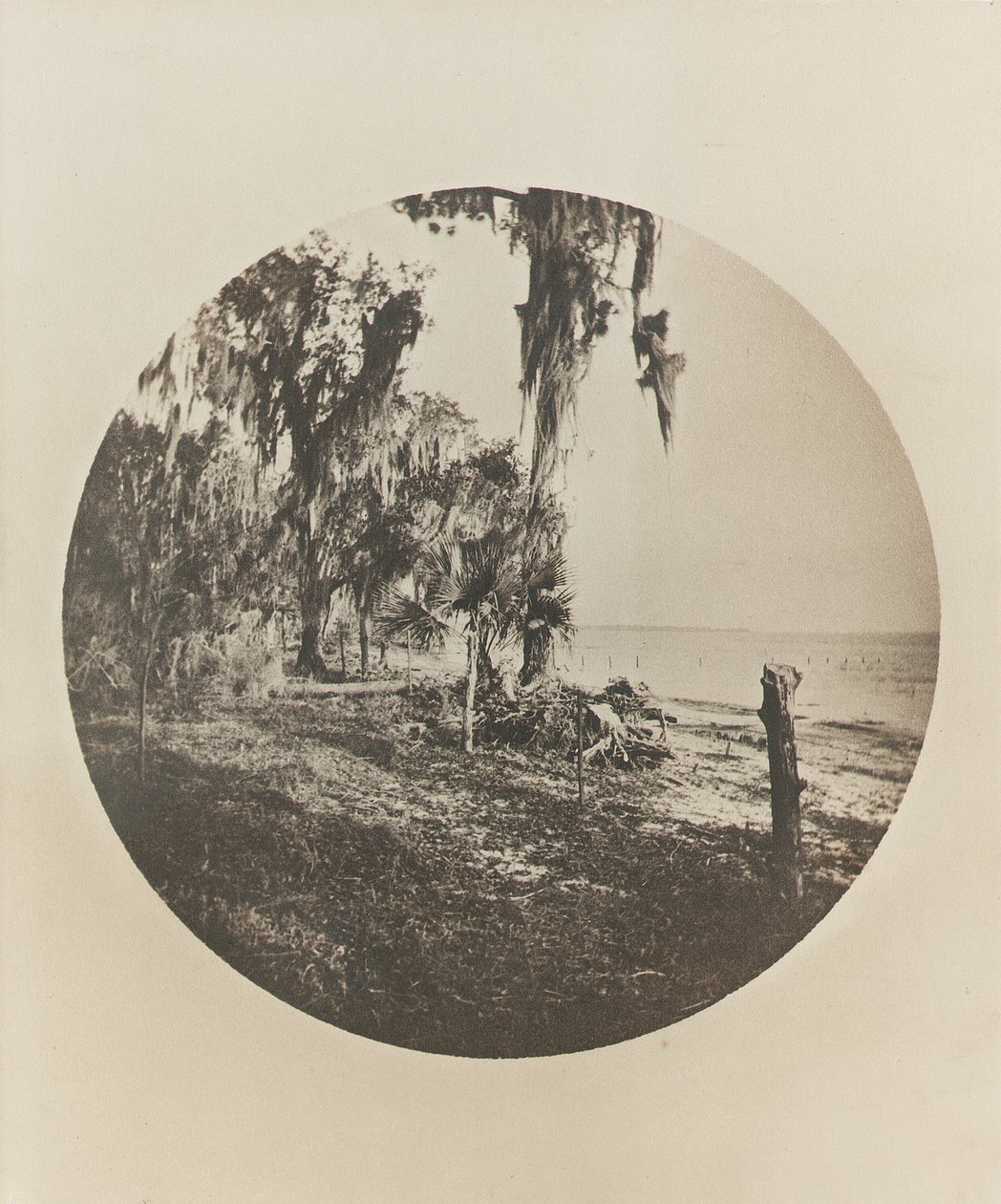 Palmiye ağacı ve plaj sahnesi, Florida sahili, c.1904 by Winslow Homer