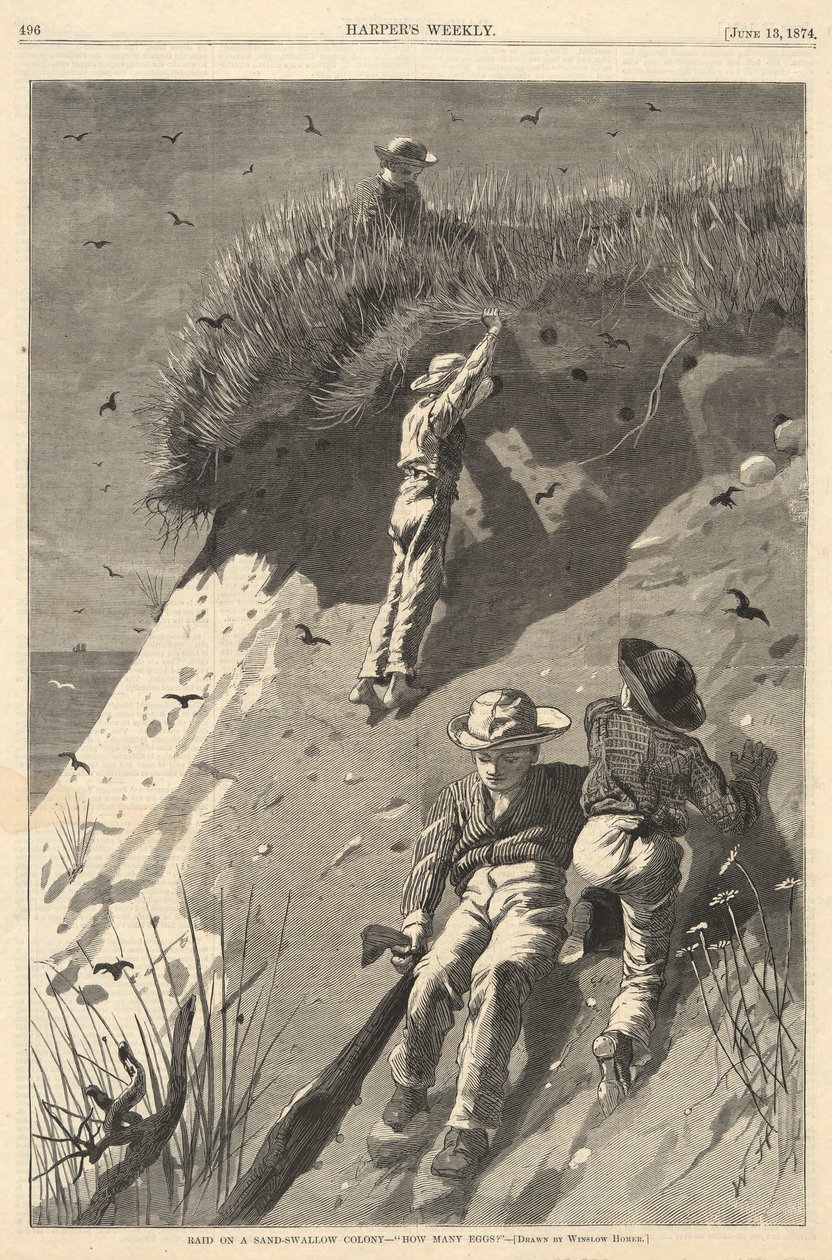 Kum Kırlangıç Kolonisine Baskın by Winslow Homer
