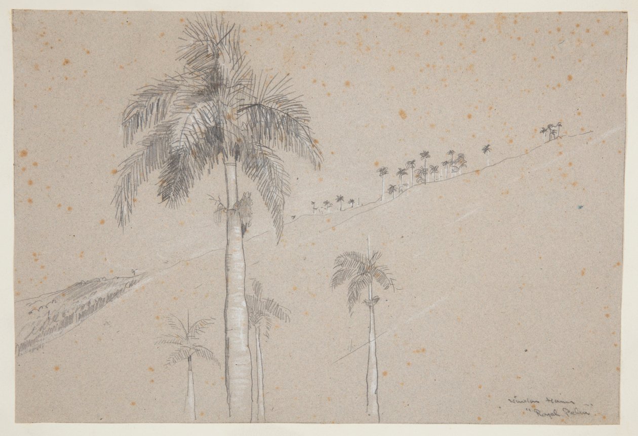 Kraliyet Palmiyesi, Küba by Winslow Homer