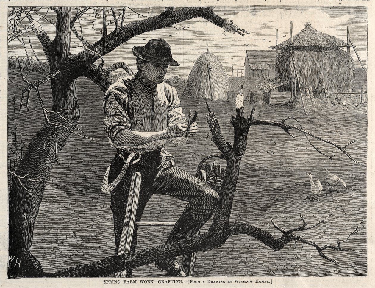 Bahar Çiftliği İşi - Aşılama, 1870. by Winslow Homer