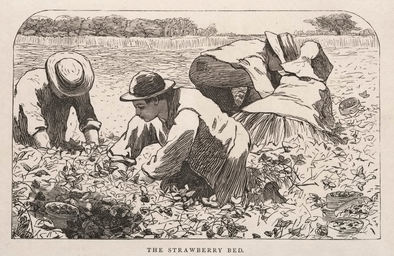  by Winslow Homer