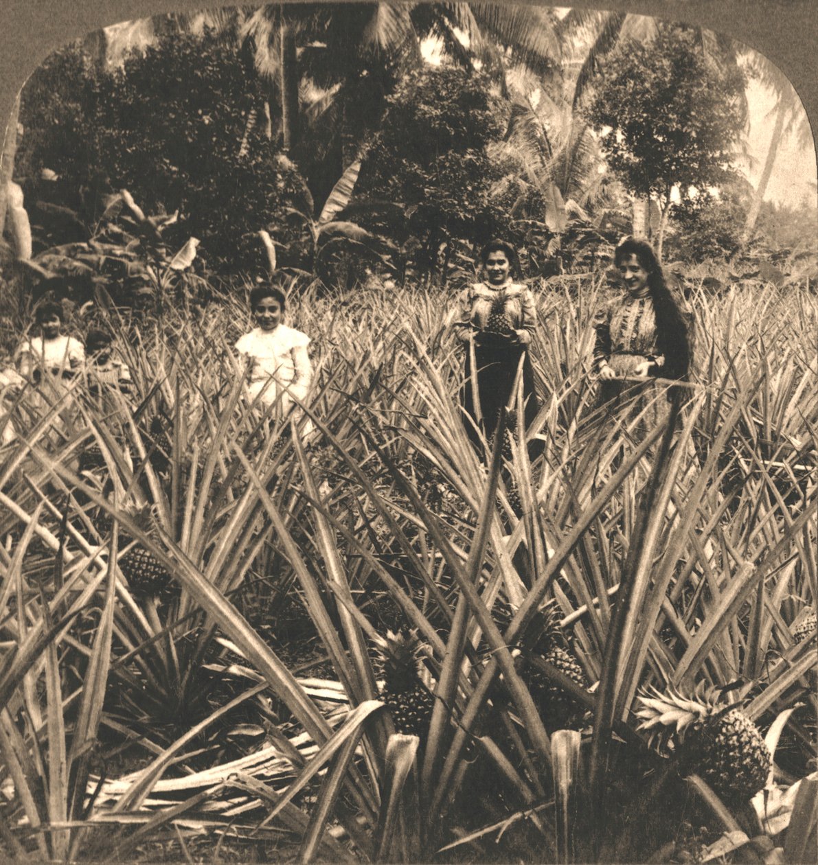 Ananas Plantasyonu, Mayaguez, Porto Riko, 1899. by Works and Sun Sculpture Studios