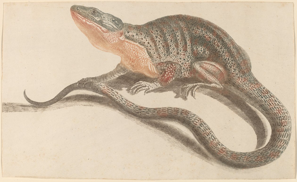 Kertenkele, 1680