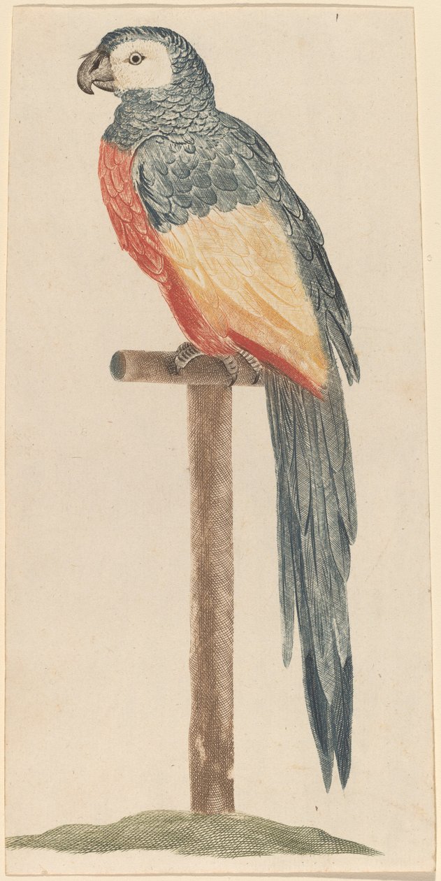 Papağan, 1680