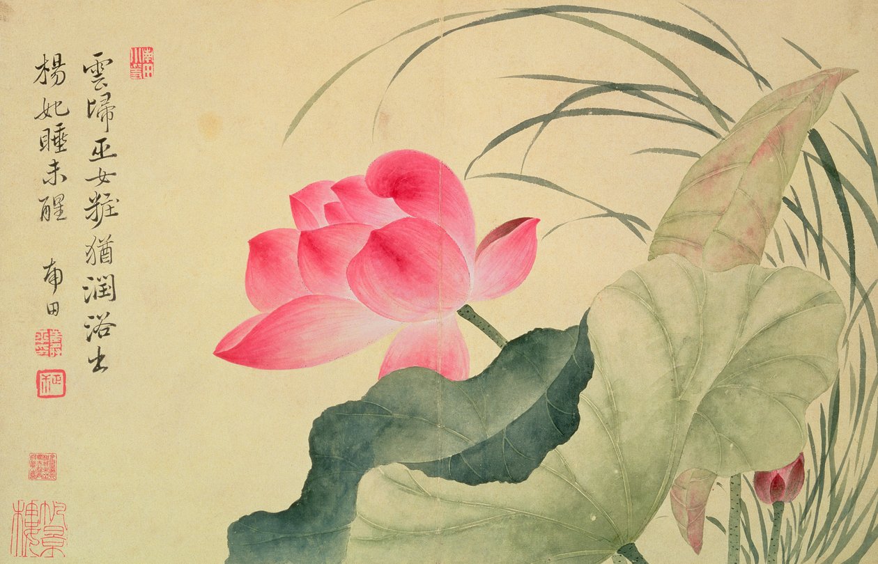 Lotus çiçeği, Yun Shou-P