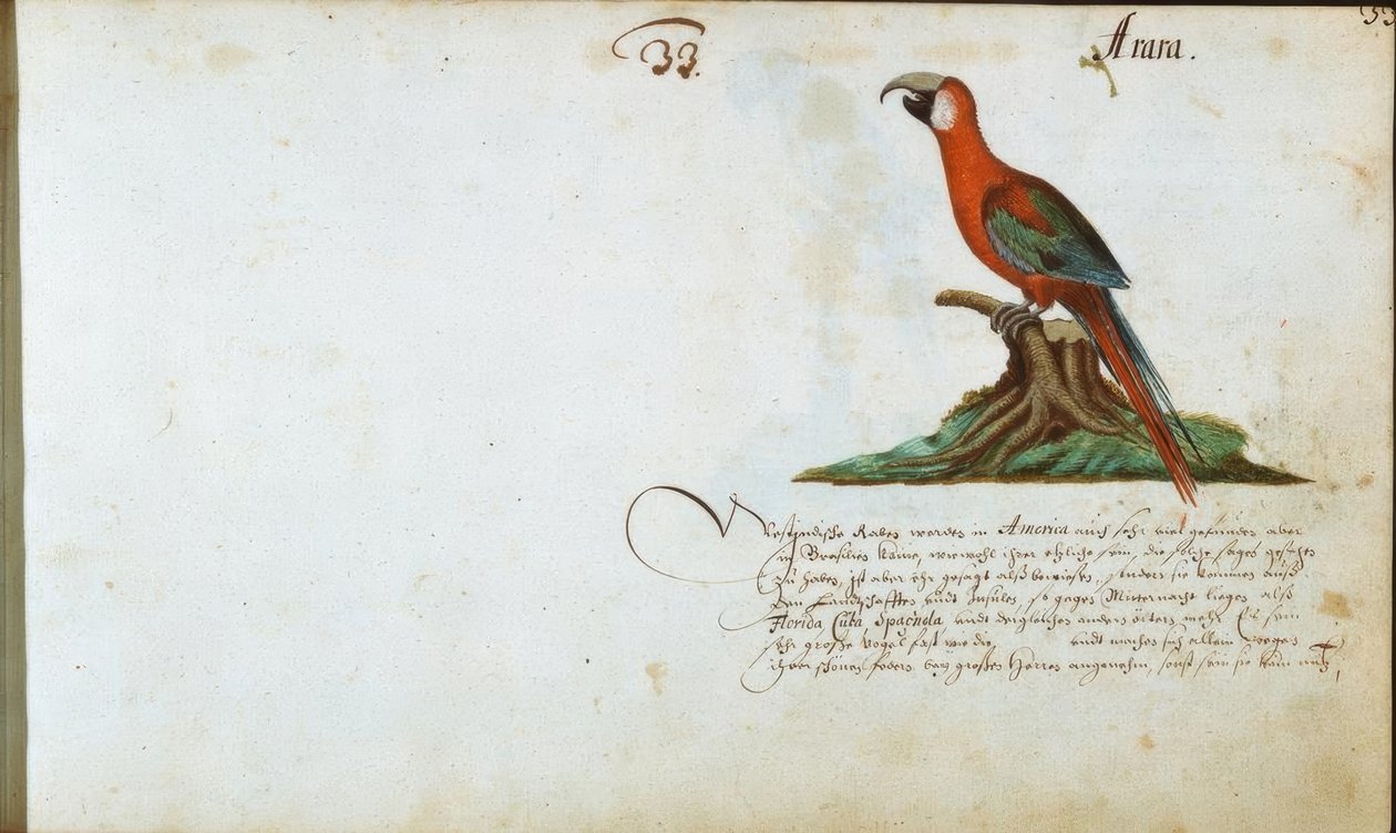 papağan by Zacharias Wagner