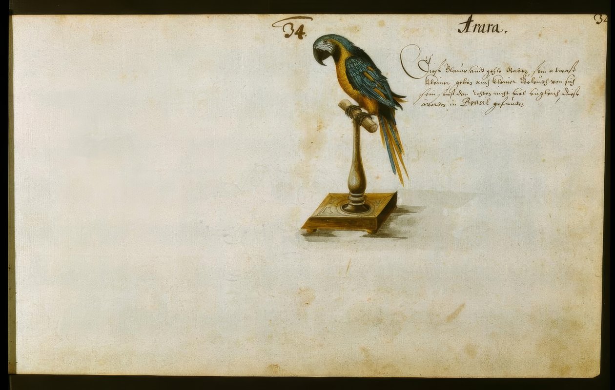 papağan by Zacharias Wagner