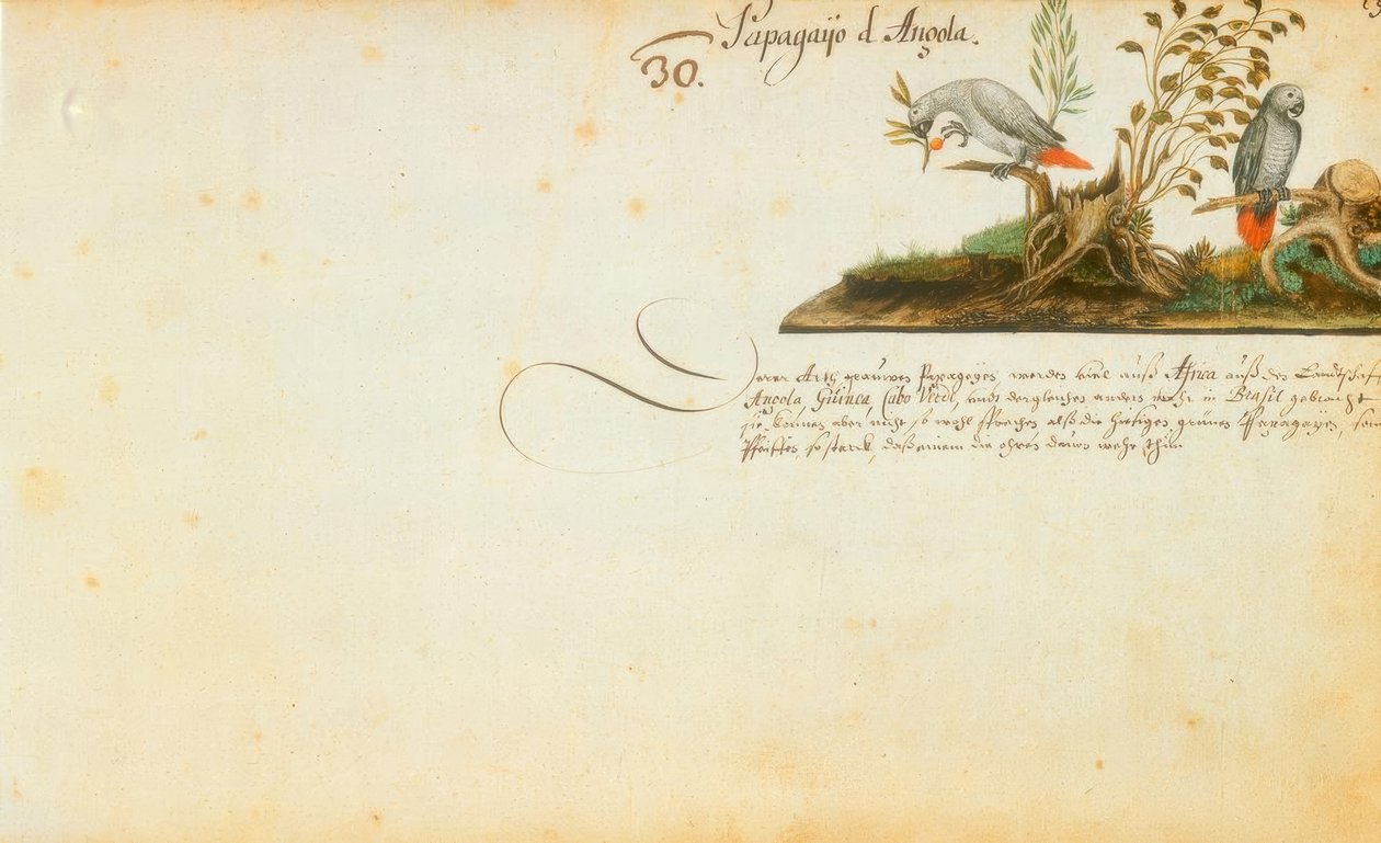 Zacharias Wagner, papağanlar by Zacharias Wagner
