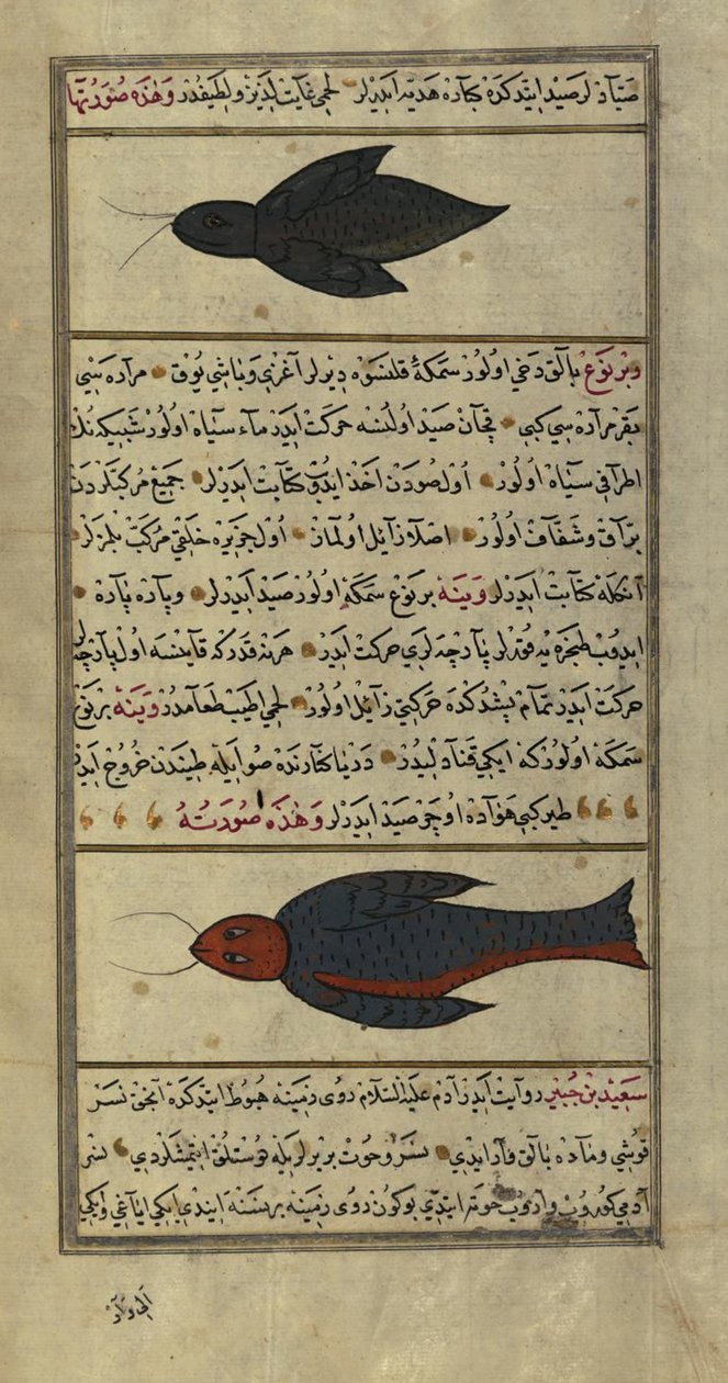 Vaynah (Vinah) Denizlerinden İki Garip Balık by Zakariya al Qazwini
