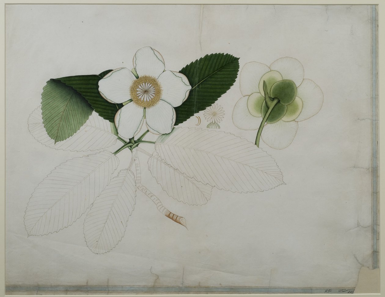 Dillenia indica, 1787 (kağıt üzerinde wc) by Zayn al Din Zayn al Din