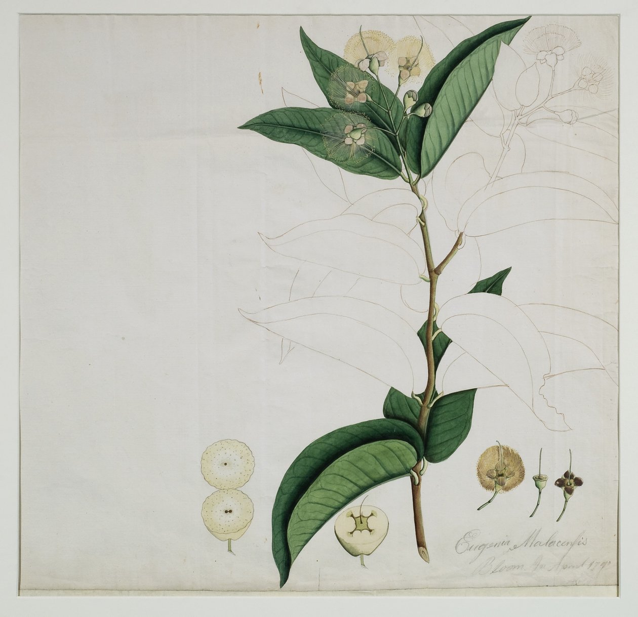 Syzygium aqueum (Burm. f.) Alston (Su gülü elması), 1787 (kağıt üzerinde wc) by Zayn al Din Zayn al Din