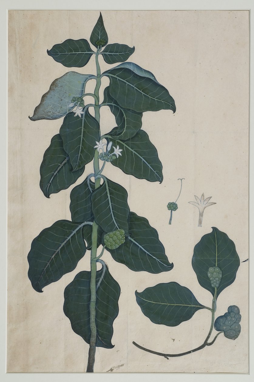 Cerbera manghas L, 1787 (kağıt üzerinde wc) by Zayn al Din attr. to Zayn al Din attr. to