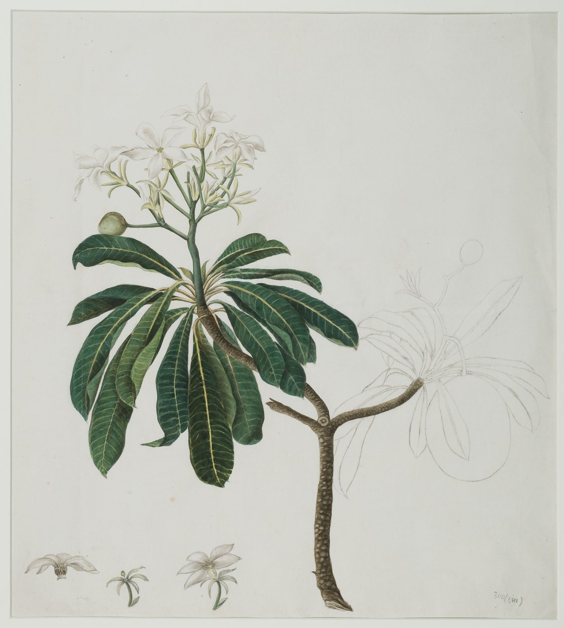 Cerbera manghas L., 1787 (kağıt üzerinde wc) by Zayn al Din attr. to Zayn al Din attr. to