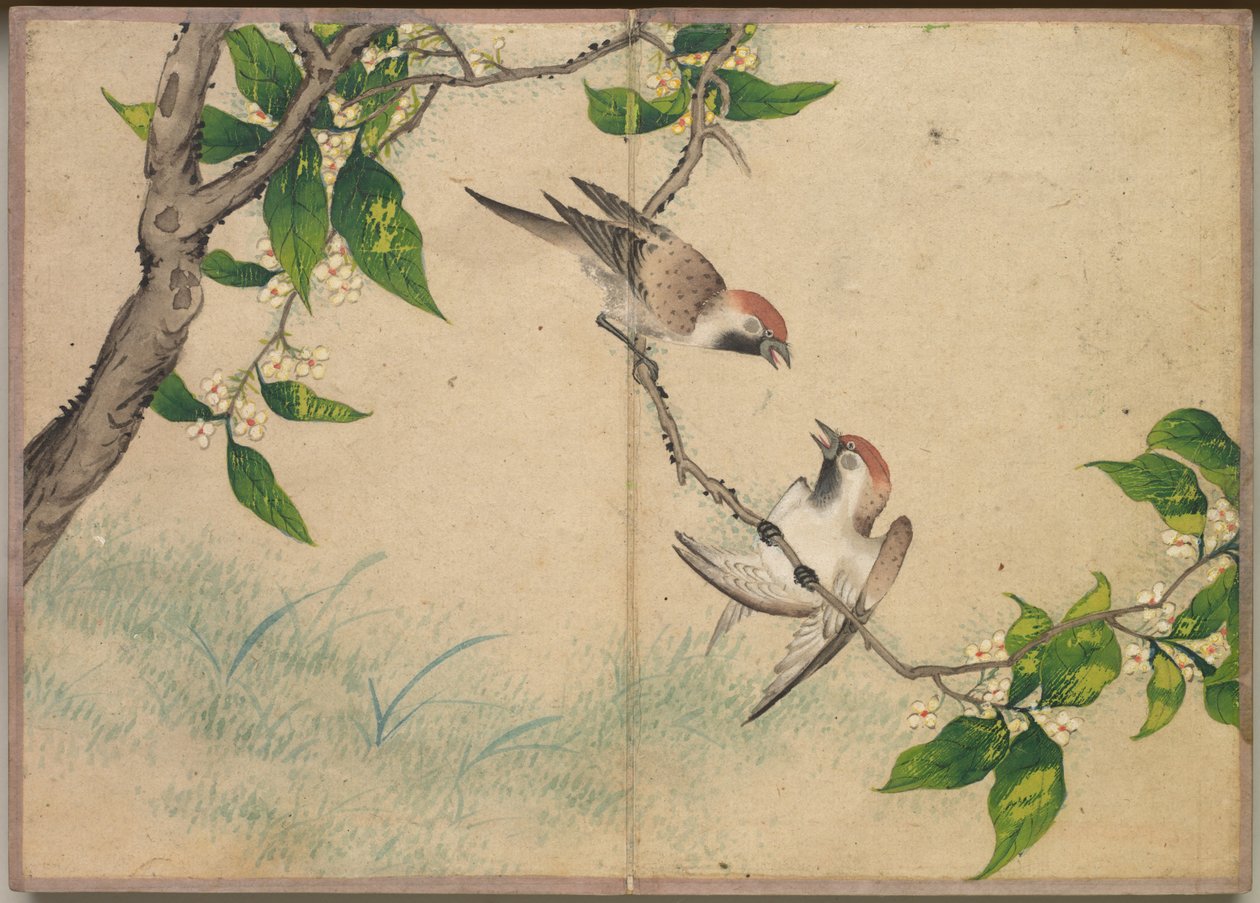 Masa Albümü: Çiçek ve Kuş Resimleri (Dedikoducu Serçeler) by Zhang Ruoai