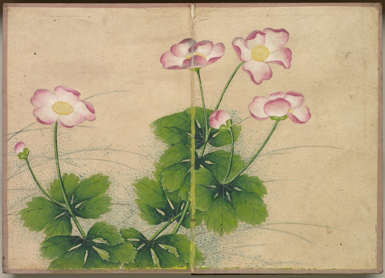Masa Albümü: Çiçek ve Kuş Resimleri ebegümeci çiçekleri, 18. Yüzyıl. by Zhang Ruoai
