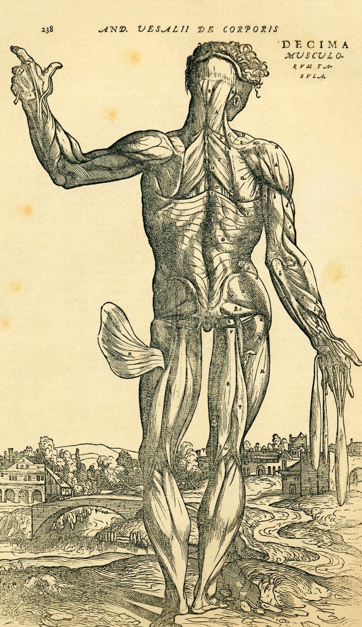 Erkek insan vücudunun arkası, Andreas Vesalius tarafından orijinal olarak De Humani Corporis Fabrica Libri Septem