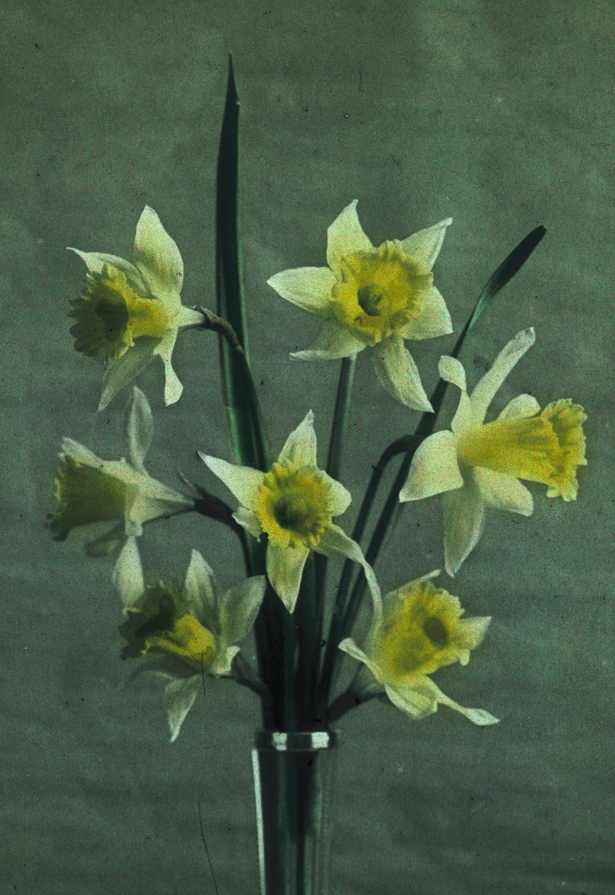 "Jonquilles" (Nergis - Altın Mahmuz) by Frederick (attr. to) Barnard