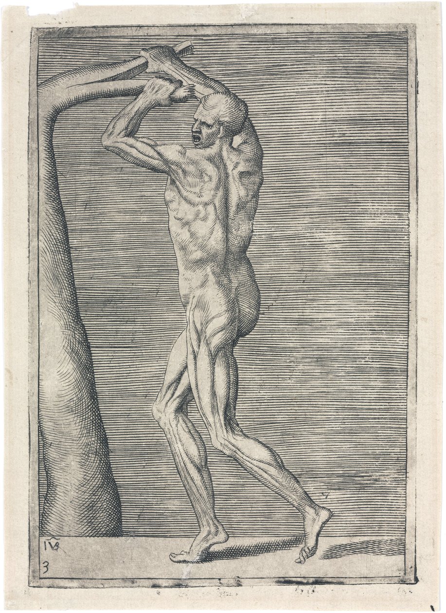 Kaslar Erkek kas sisteminin anatomik çalışması; dalı kıran adam, c 1555 by Frederick (attr. to) Barnard