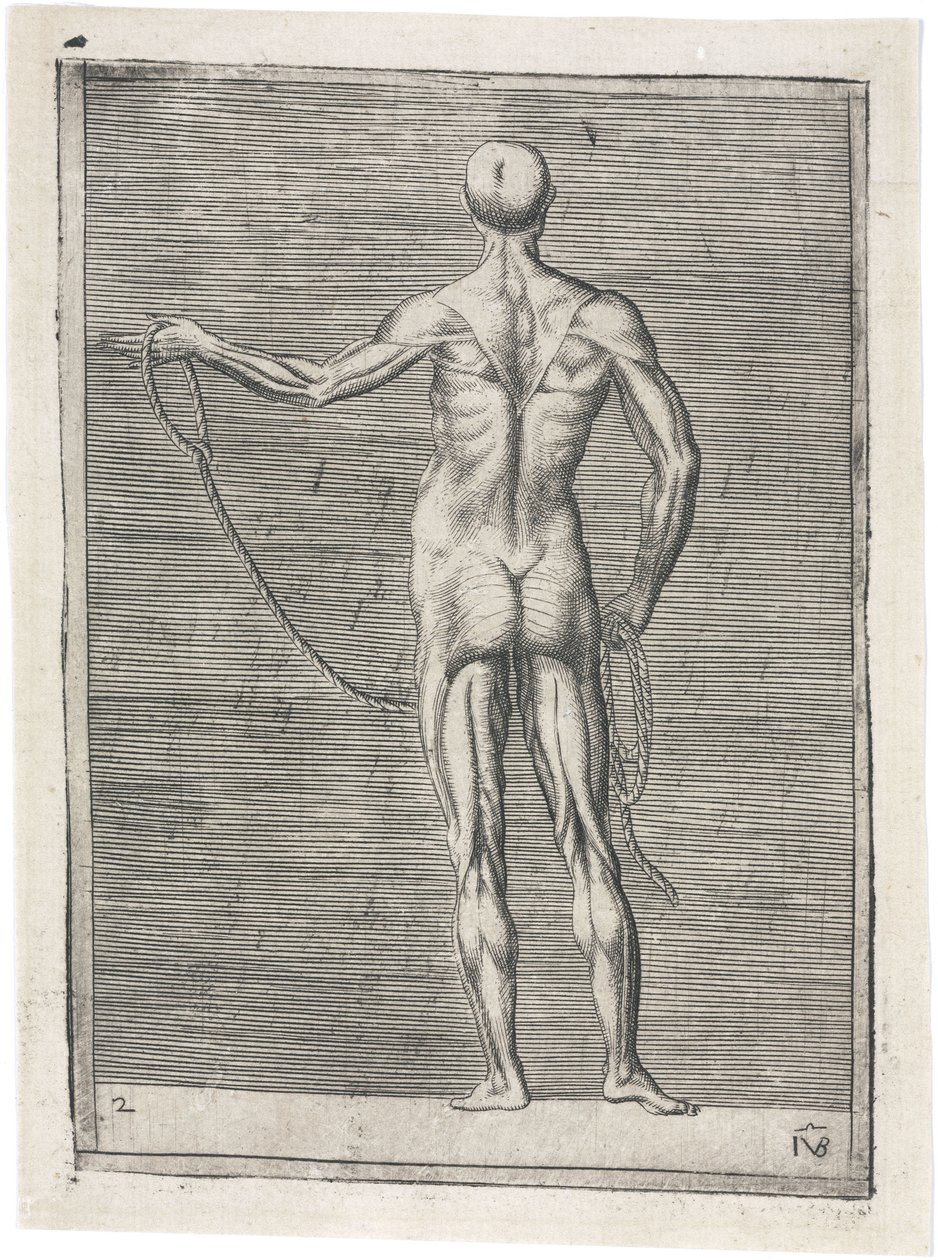 Kaslar Erkek kas sisteminin anatomik çalışması; bir ip tutan adam, c 1555 by Frederick (attr. to) Barnard