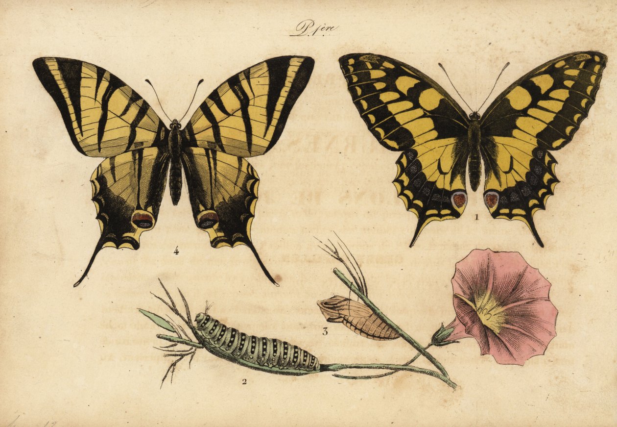 Eski Dünya kırlangıçkuyruğu, Papillo machaon 1,2,3 ve kıt kırlangıçkuyruğu, Iphiclides podalirius 4 by John Pardon